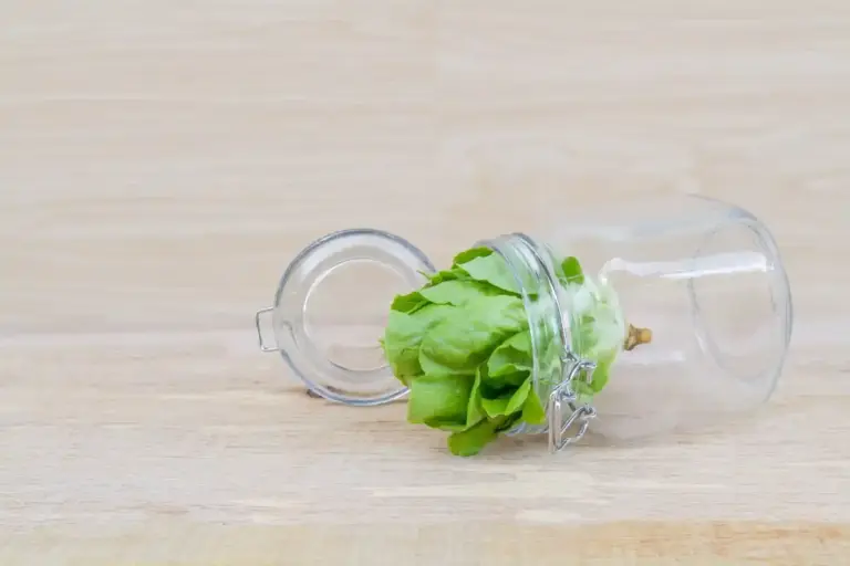 home garden lettuce growing mistakes