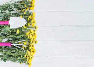 Swedish summer herbs garden