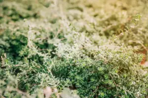 fresh parsley garden Sweden summer