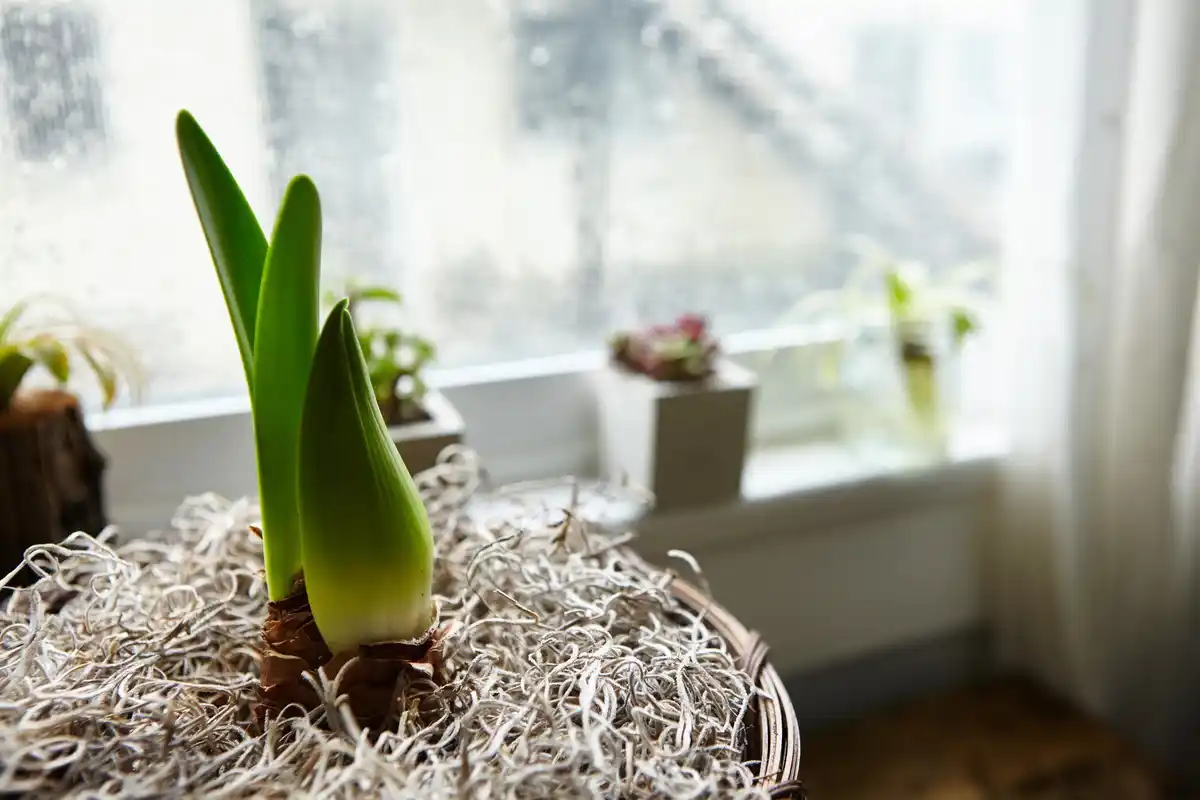 potted houseplants indoor bright room