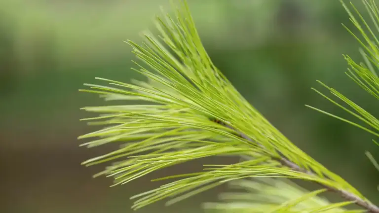 dill herb growing in garden