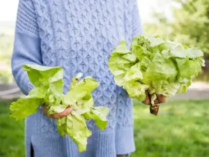 kale and spinach growing in Sweden garden