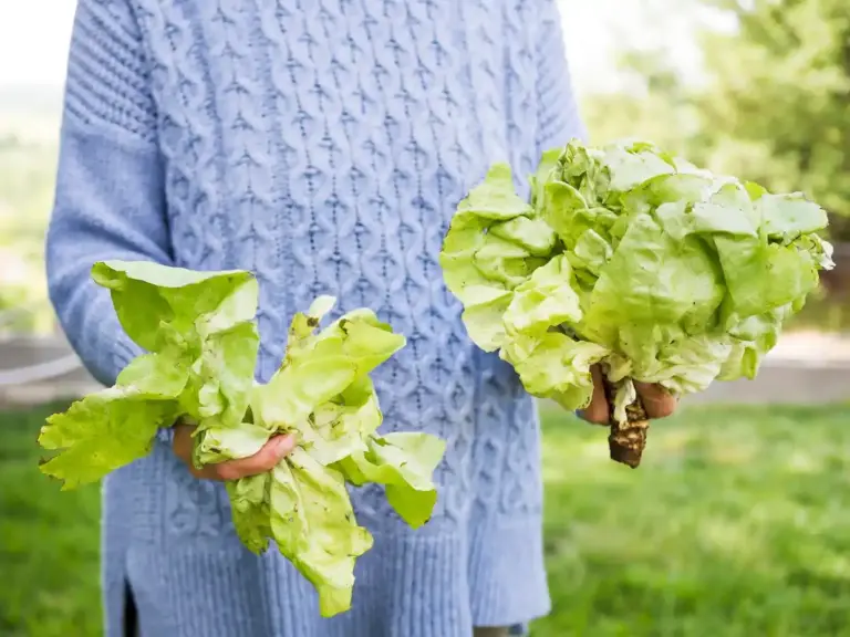kale and spinach growing in Sweden garden