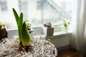 indoor plants room bright window cozy