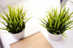 spider plant indoor air purification