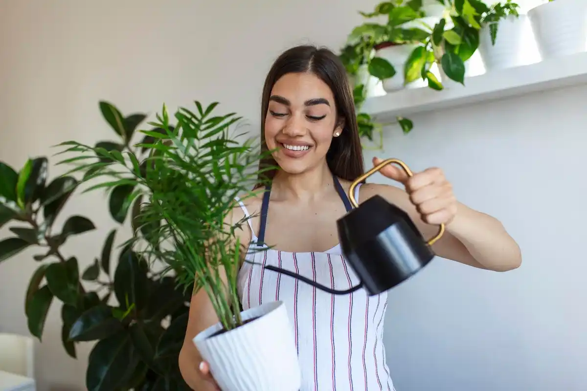 easy care indoor plants low maintenance