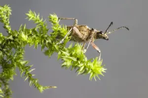 aphid infestation on garden plants