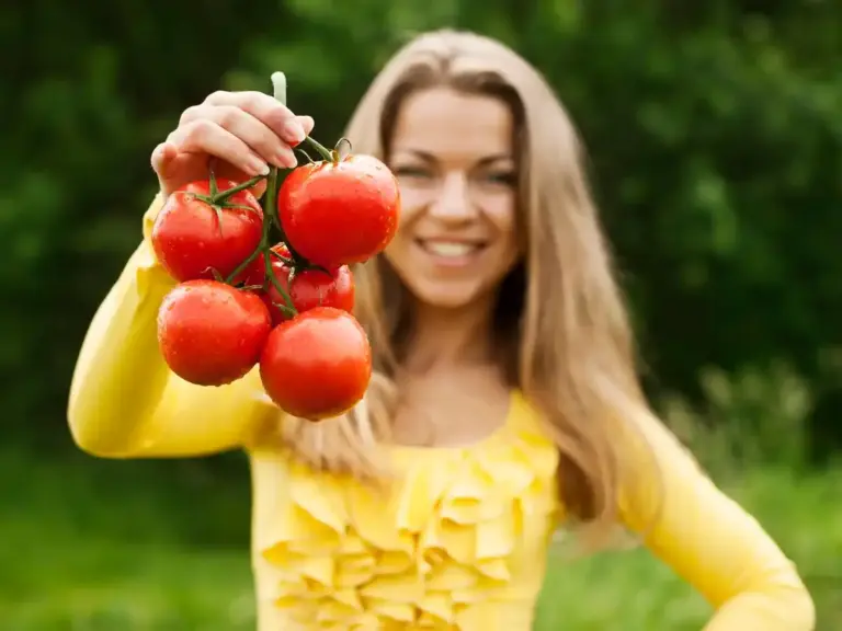 tomato plant disease prevention garden Sweden