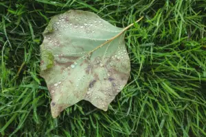 apple moth garden pest control Sweden