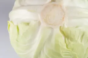 cabbage white butterfly and aphids on plants