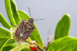 houseplant pests and fungi Sweden