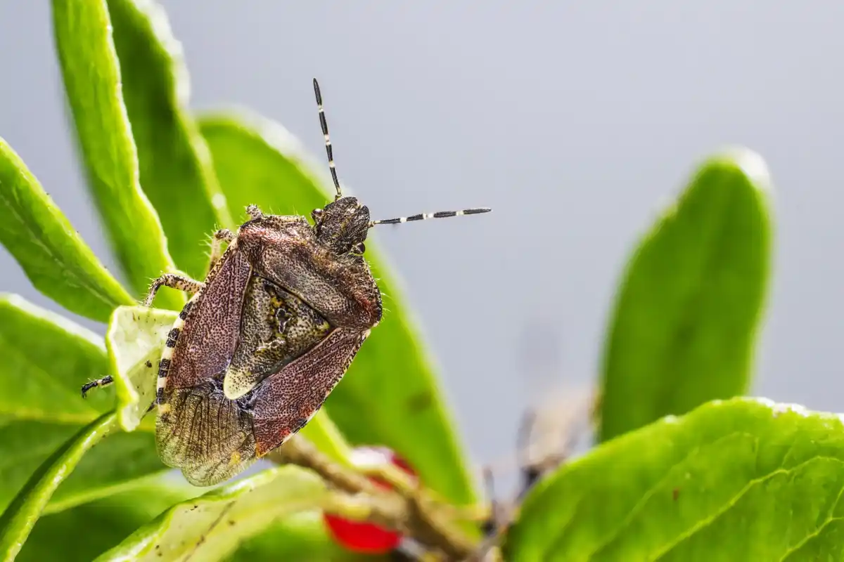 houseplant pests and fungi Sweden