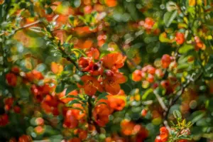 Swedish fruit garden with berries and apple trees