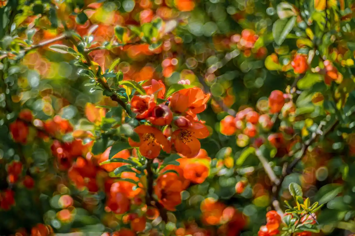 Swedish fruit garden with berries and apple trees