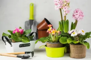 long-lasting blooming houseplants
