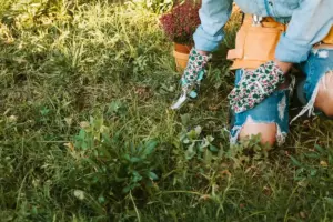 organic fertilizer sweden garden