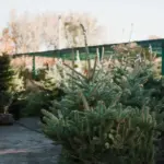 Swedish garden oasis backyard plants outdoor cozy corner lighting