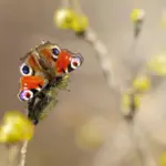 butterflies and birds garden Sweden