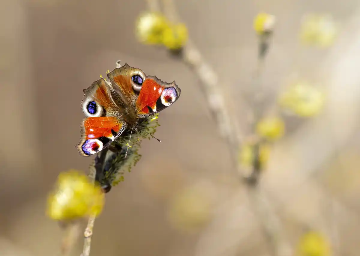 butterflies and birds garden Sweden
