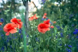 flowering summer garden Sweden
