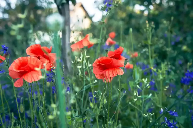 flowering summer garden Sweden