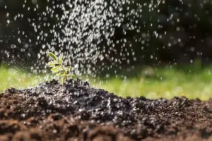 garden watering frequency