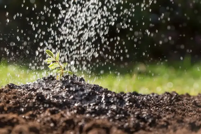 garden watering frequency