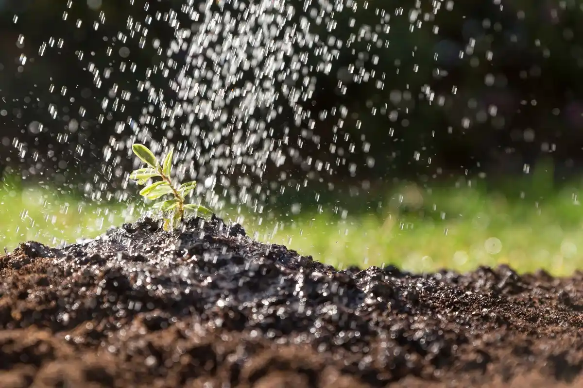 garden watering frequency