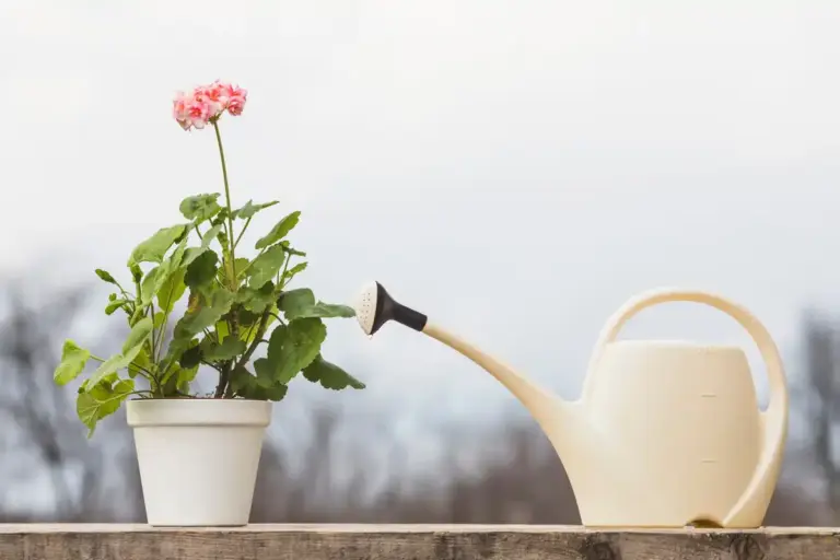 watering garden plants watering frequency