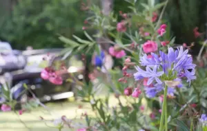 colorful garden flowers blooming summer Sweden
