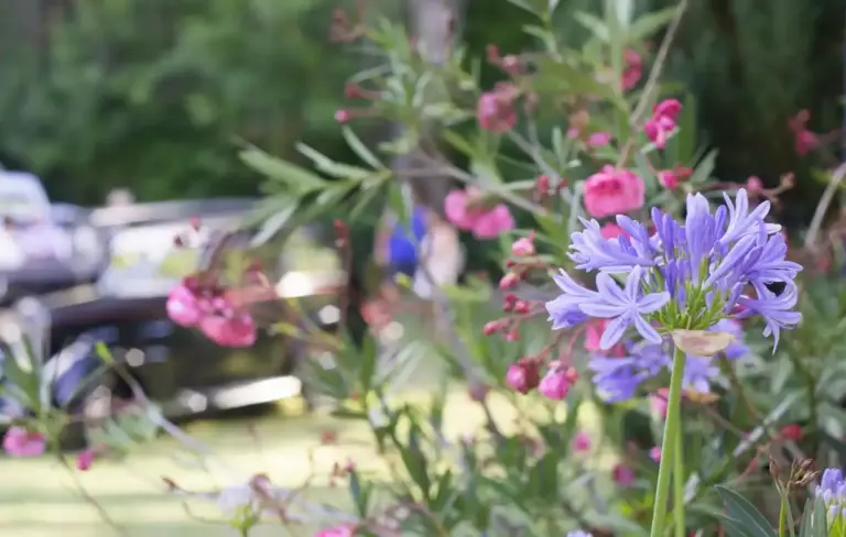 colorful garden flowers blooming summer Sweden