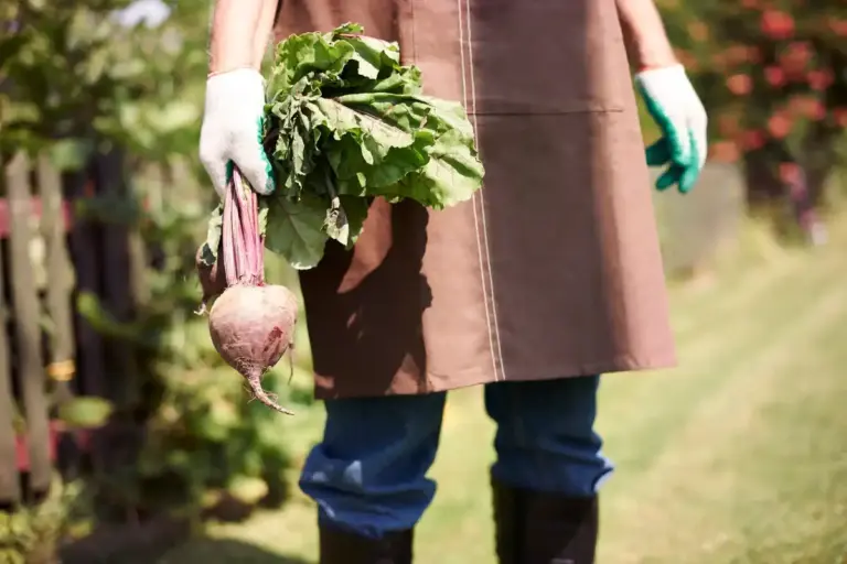 Swedish garden harvest vegetables gardening