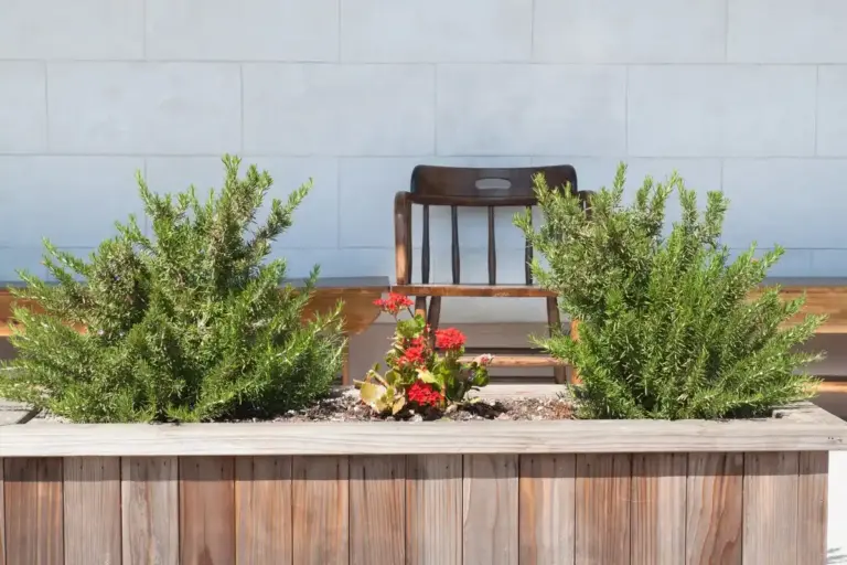 Swedish garden plants suitable for cold climate