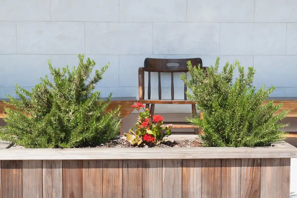 Swedish garden plants suitable for cold climate