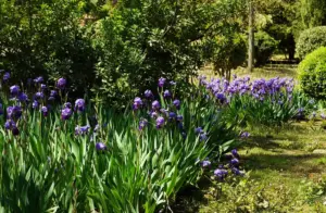 flowering shrubs garden Sweden