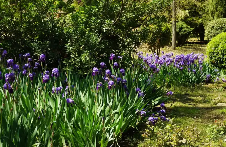 flowering shrubs garden Sweden
