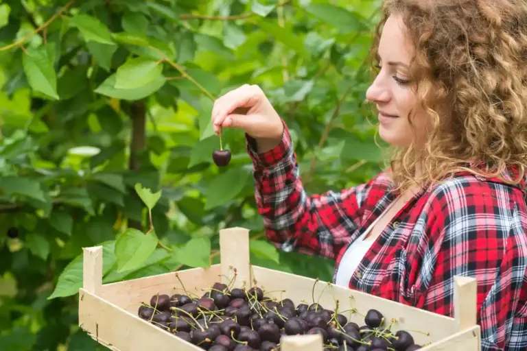 garden berries growing tips Sweden