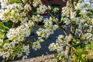 Swedish summer garden blooming flowers