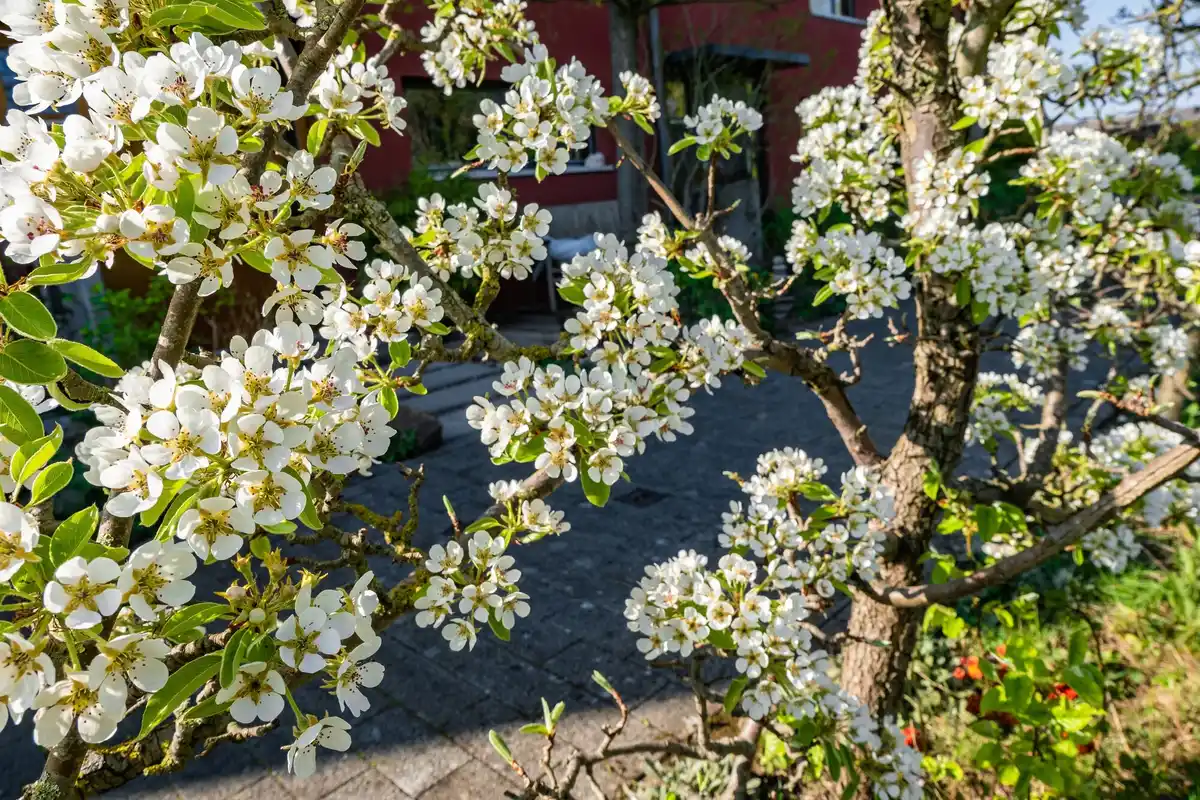 Swedish summer garden blooming flowers