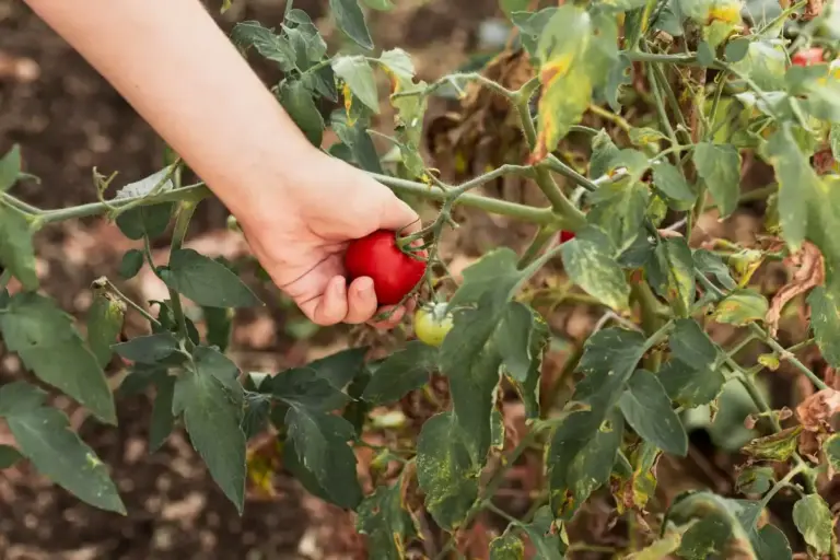 tomato plants growing thriving garden