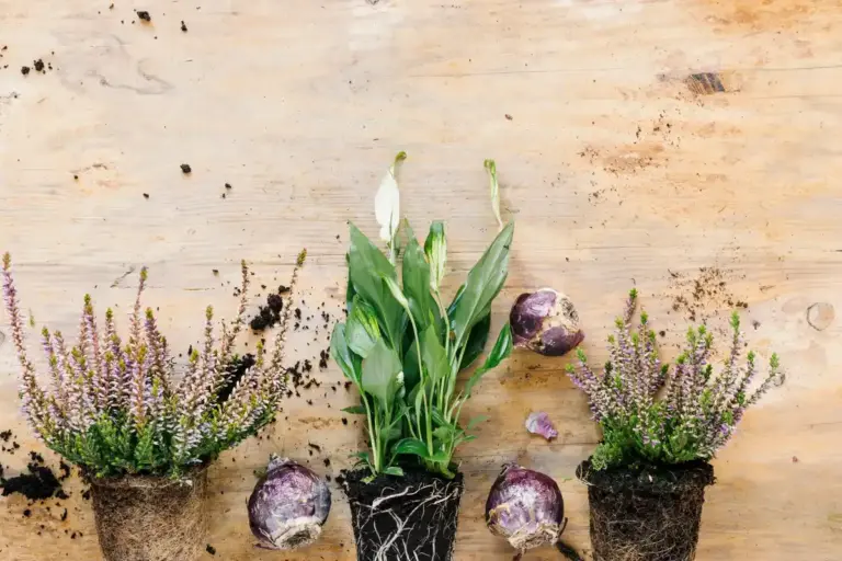 Swedish summer garden plants