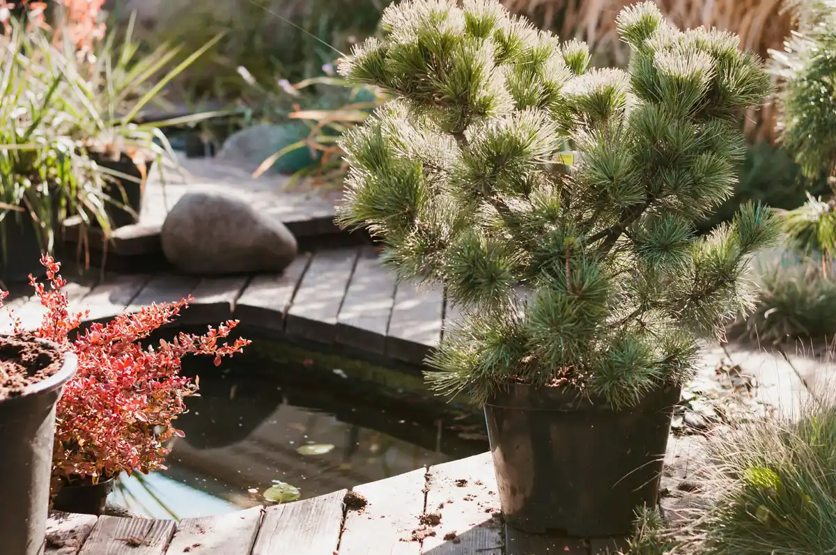 unique backyard garden design Sweden 2024