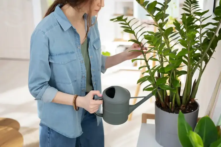healthy indoor potted plants care