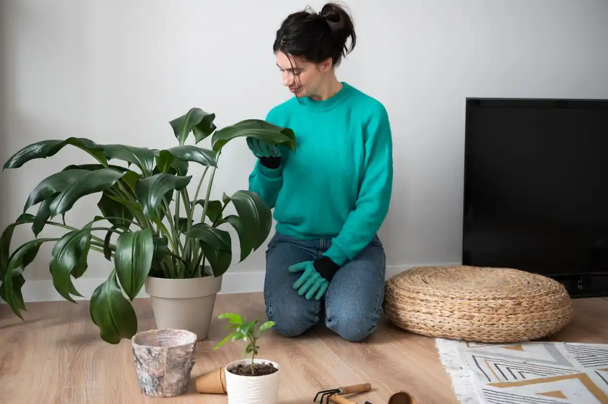 houseplants common care mistakes plant diseases