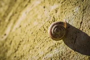 garden snails pest control eco friendly