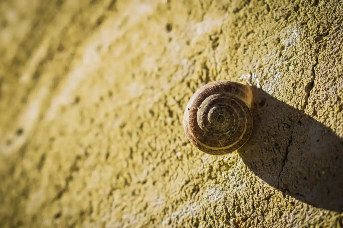 garden snails pest control eco friendly