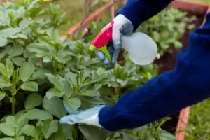 garden flowers pest control Sweden