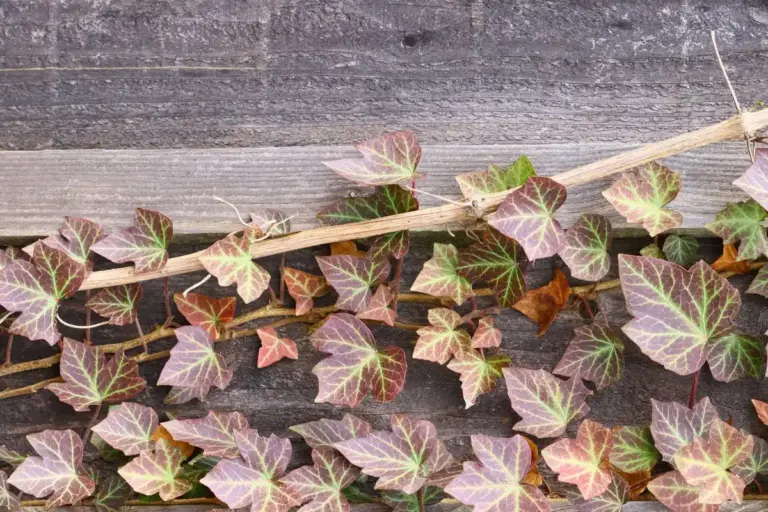 brown leaves and stems on houseplants care
