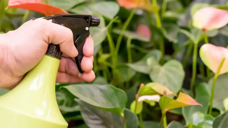 aphids on plants natural remedies gardening