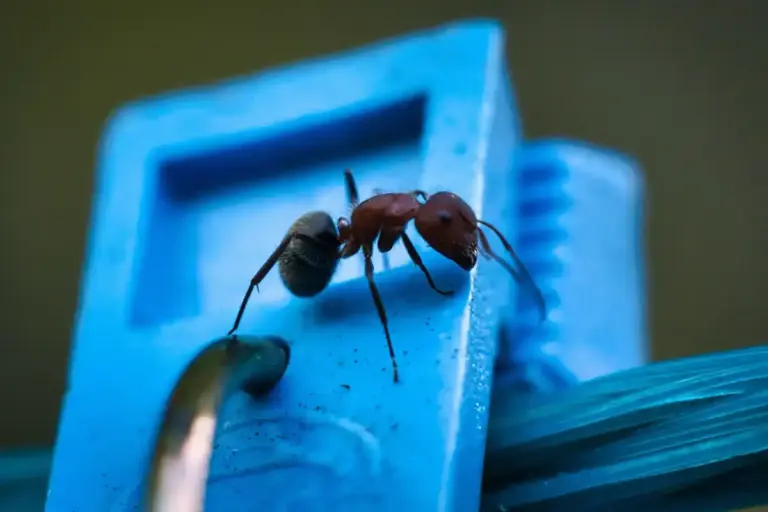home pest control easy tips